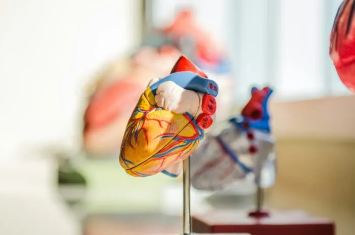 Anatomical model of a human heart on a desk in a research workspace